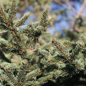 Meet your Posher, Sofia